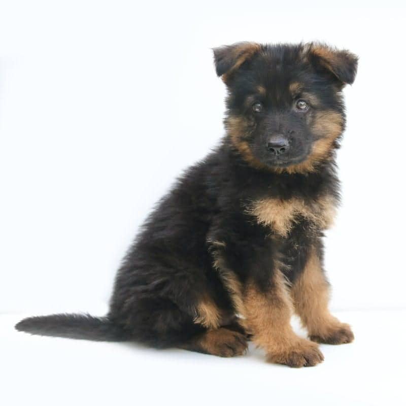 black and tan german shepherd puppy