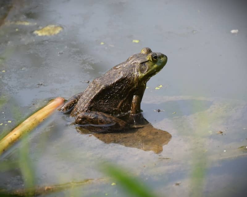 A green frog sits partially submerged in murky water.