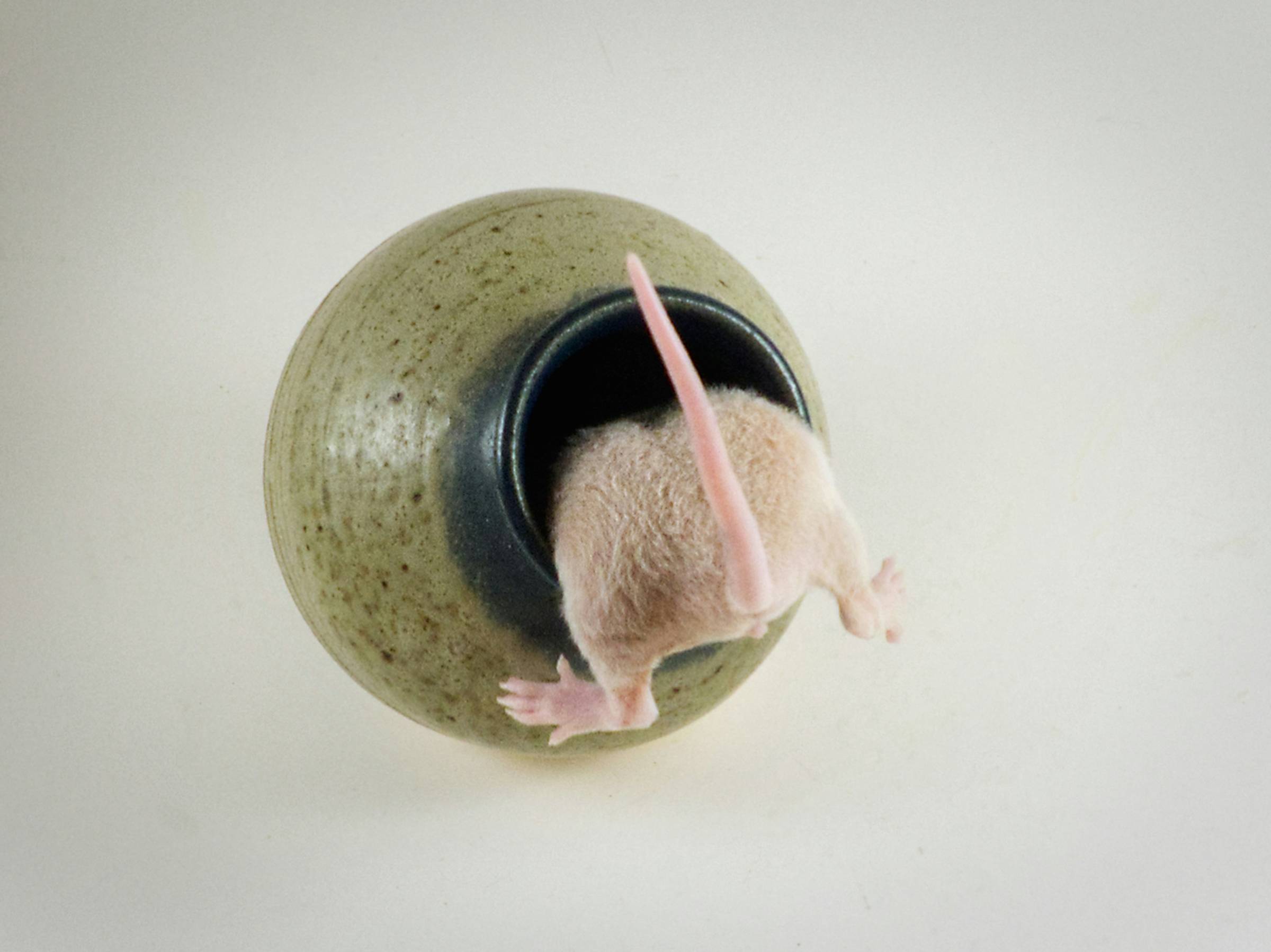 A baby rat explores a tiny vase.