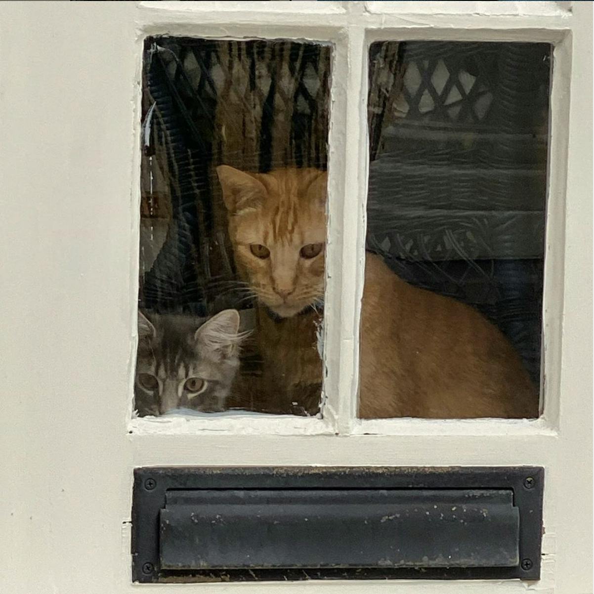 A curious orange tabby cat and a small, gray, longhaired kitten look through a windowpane above a mail slot.
