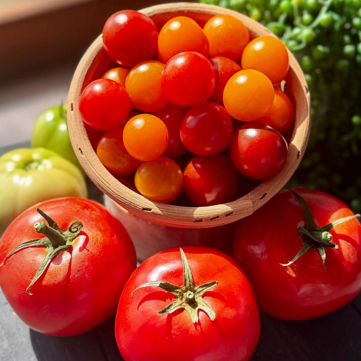 bowl of tomatoes sunlit