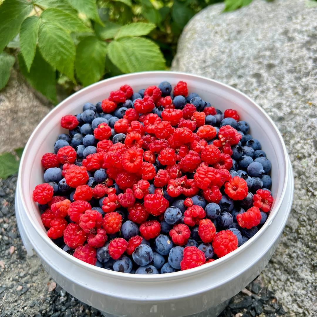 bucket full of blueberries topped with bright red raspberries