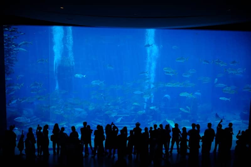 Silhouetted crowd watches fish in a large aquarium