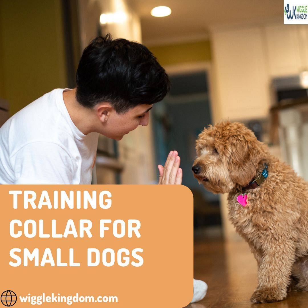 training collar for small dogs