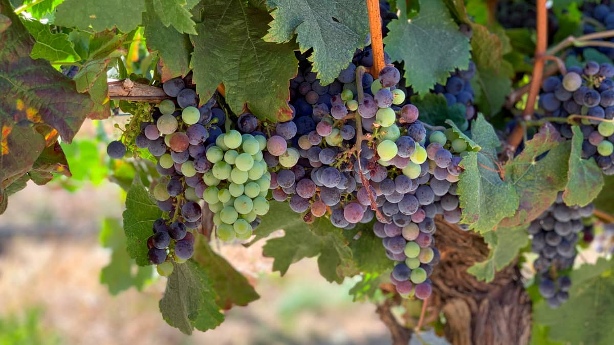 Close-up of ripening wine grape clusters hanging from a gnarled grapevine, showing berries in various stages of veraison ranging from green to deep purple against lush green leaves.