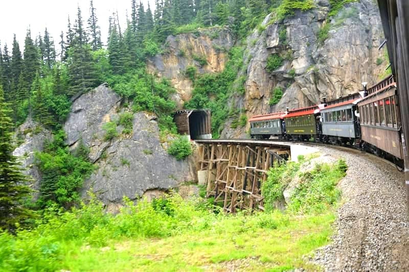 A train traveling through a lush green forest