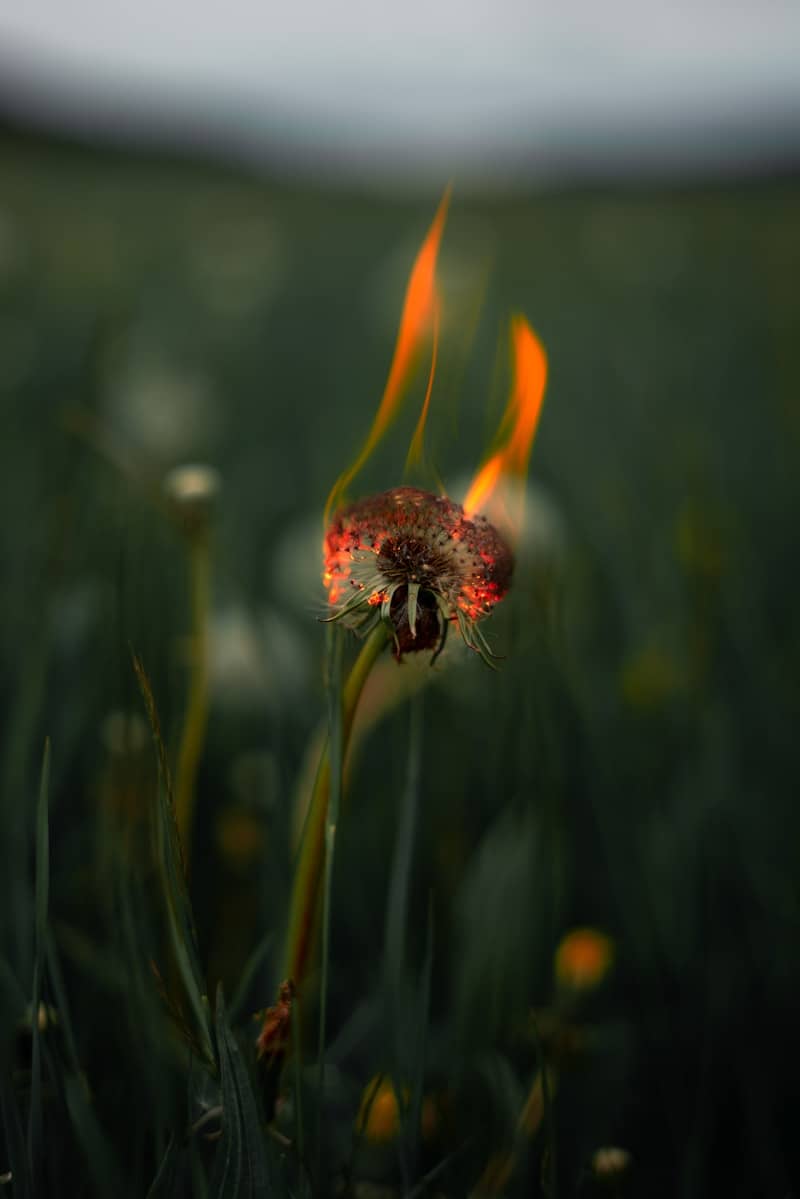 Dandelion seed head on fire in green grass