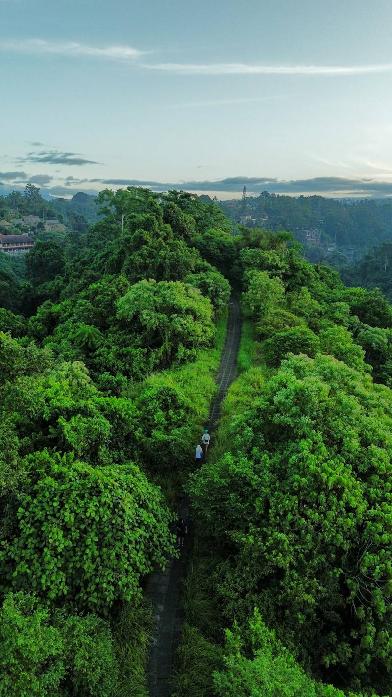 Two people walk on a path through lush green forest.