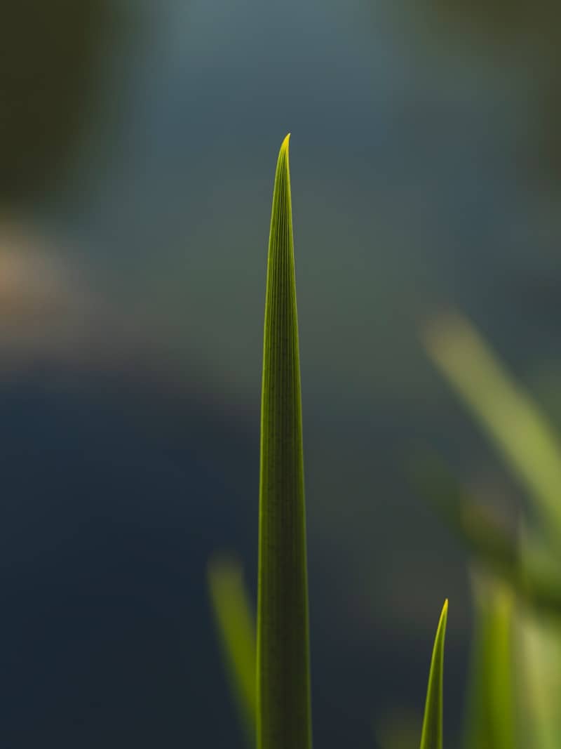 A tall, green blade of grass reaches upward.