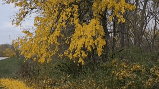 Leaves falling in autumn
