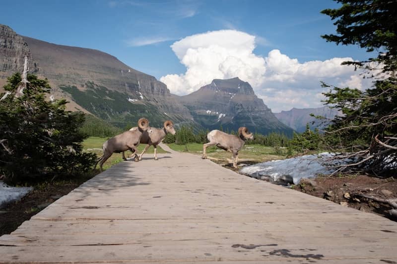 A group of animals running across a wooden bridge