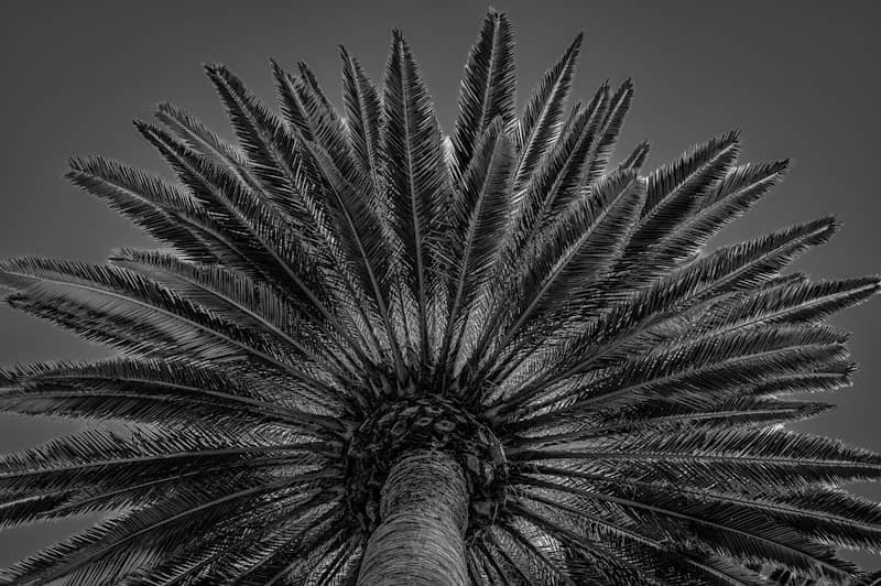 grayscale and low-angle photography of palm tree