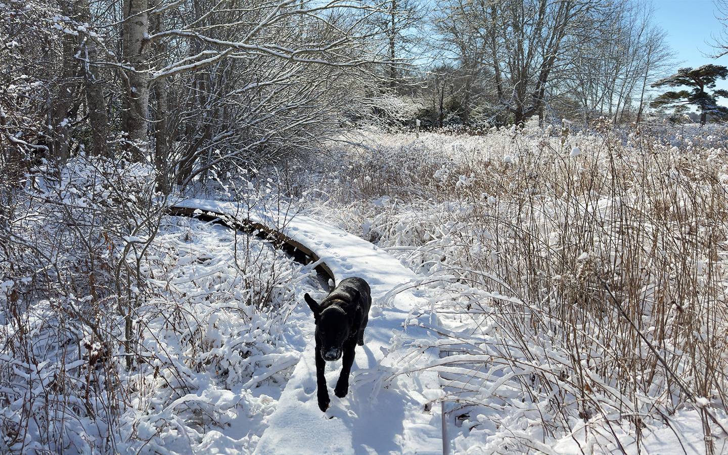 Dog in snow