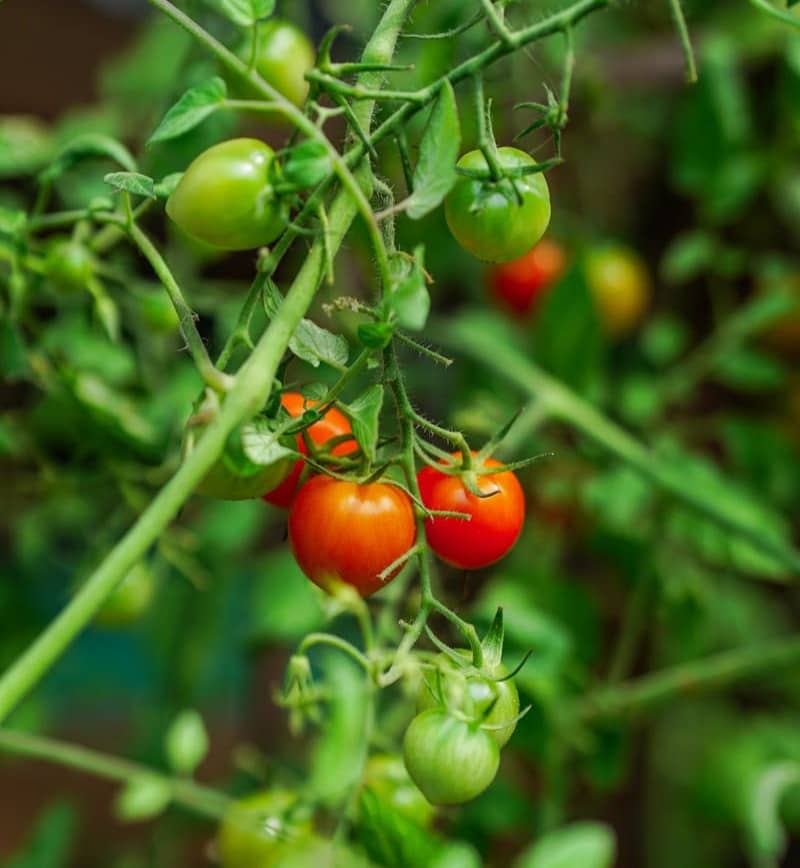 A close up of tomatoes growing on a plant