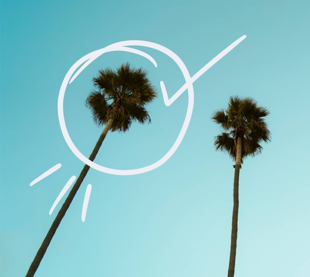 Photo of palm trees