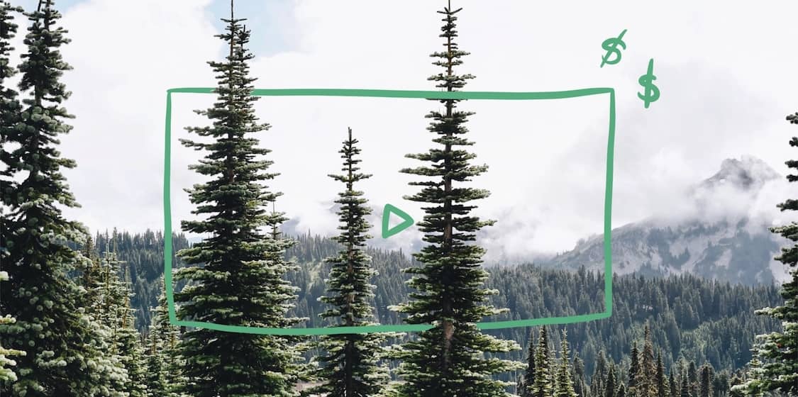 Evergreen trees