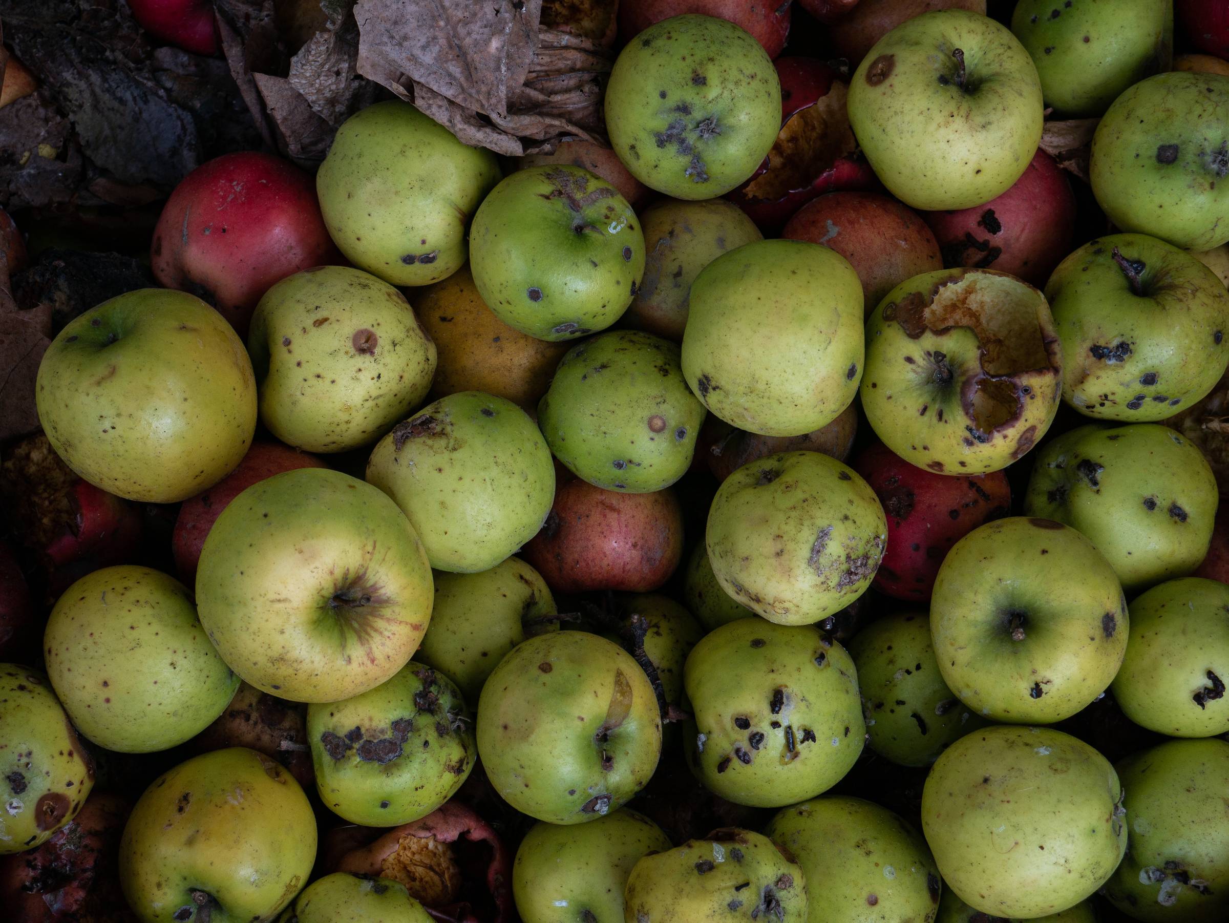 Batch of rotten apples