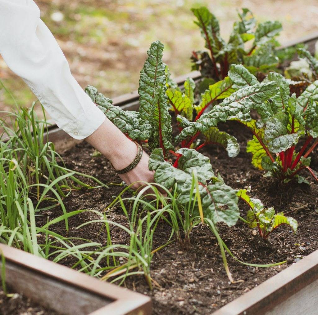Picking greens from the garden