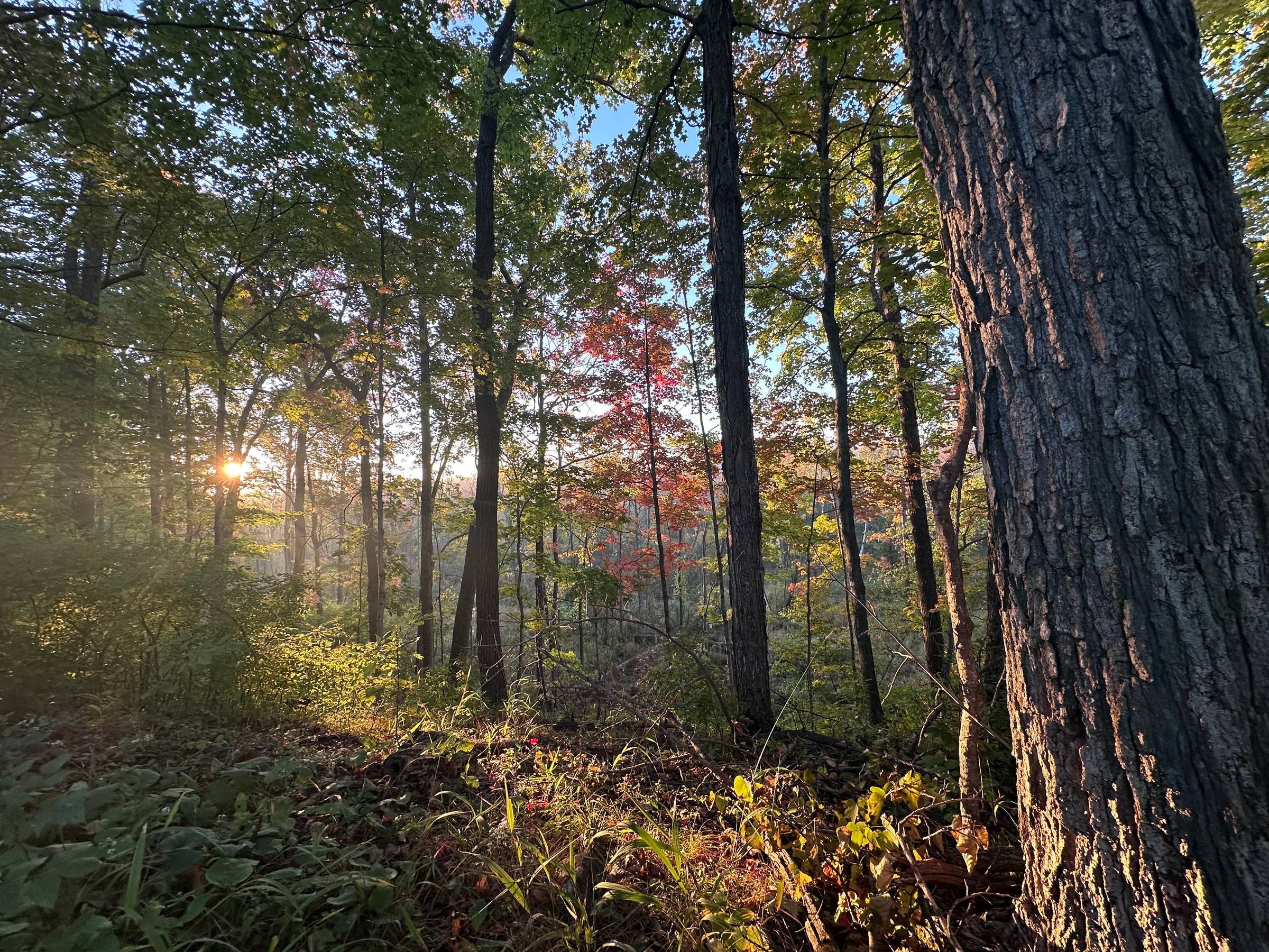 Autumn 2026 in the forest 