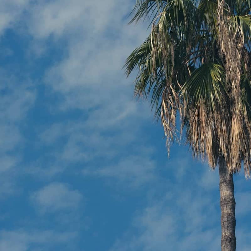 A palm tree with a blue sky in the background