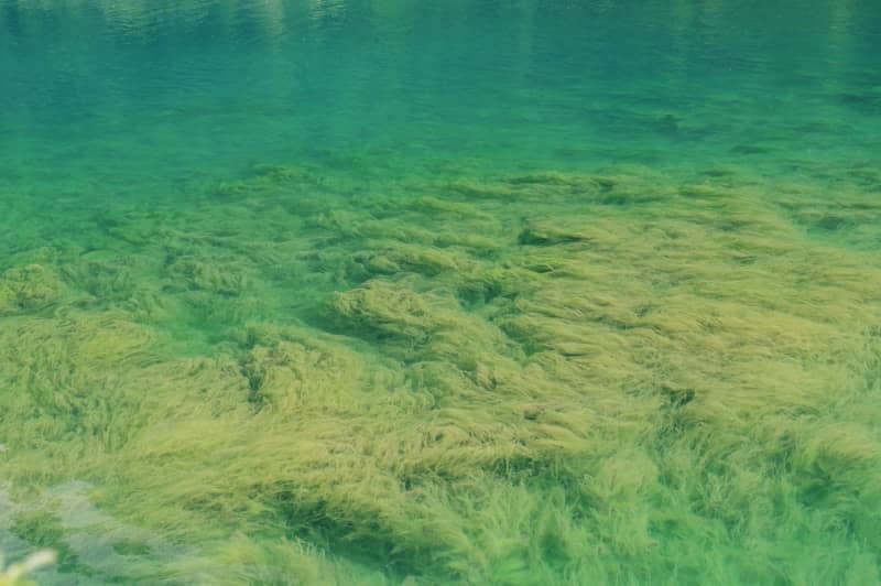 Underwater view of green and yellow aquatic plants.