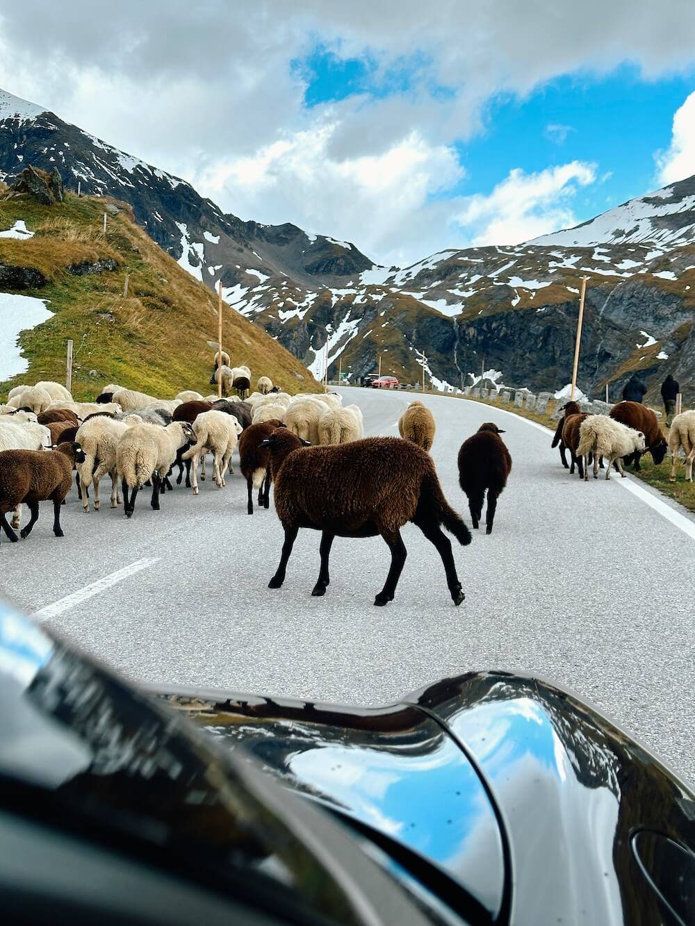 Beautiful sheep on a road up an Austrian mountain