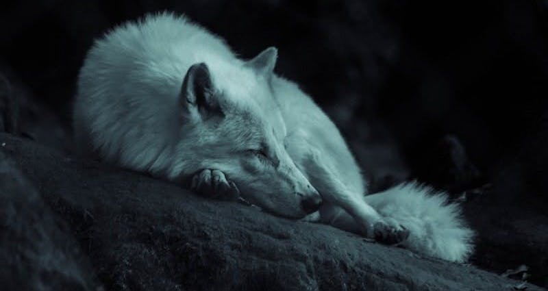 Sad wolf curled up 