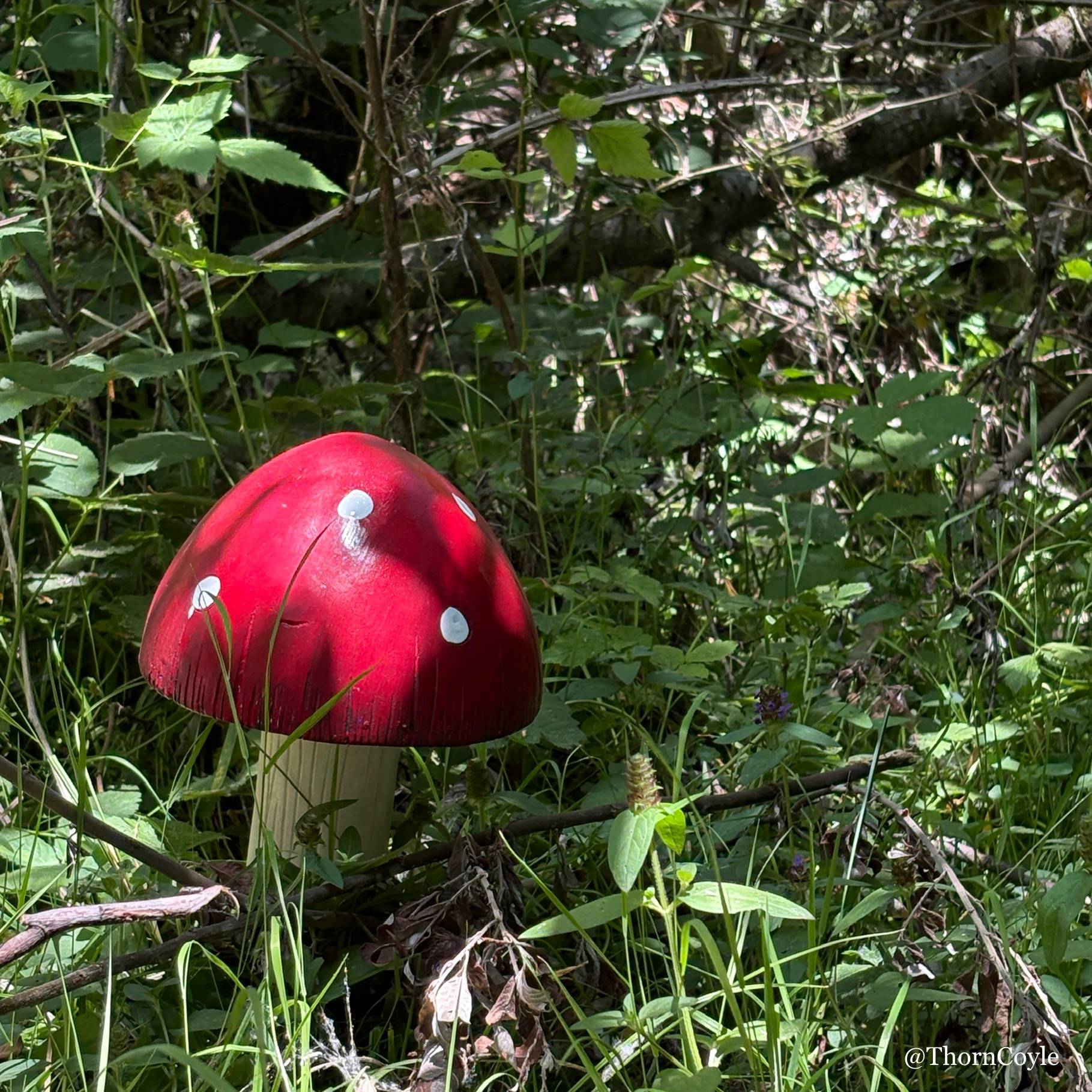 Photo: a brightly painted wood red cap toadstool in a forested tangle.
