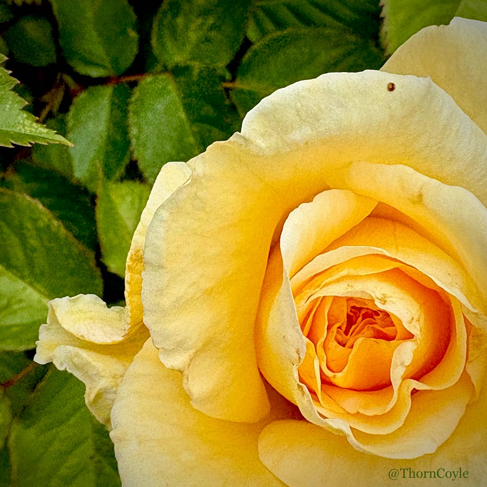 close up of a gorgeous yellow rose in full bloom