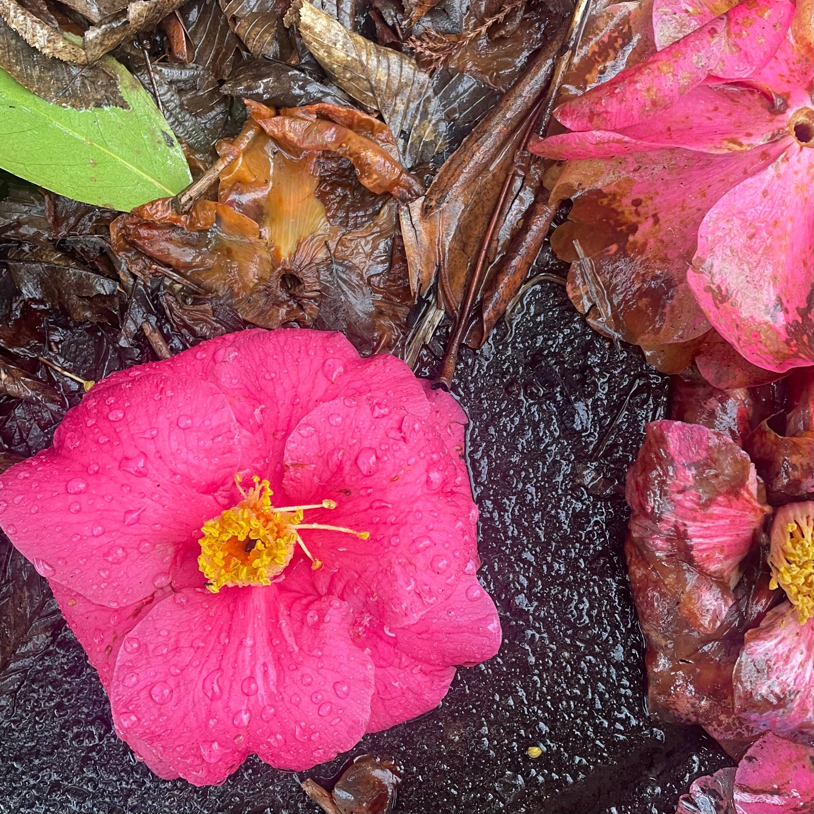 camellia flowers--one whole, the others slimy petals--on a rainy sidewalk