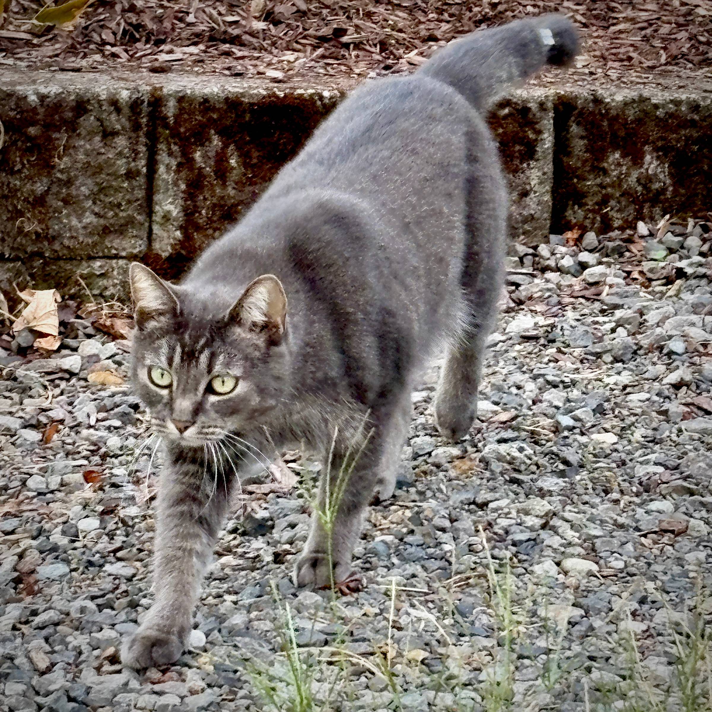 a determined looking cat, walking. Something is clipped to its tail.
