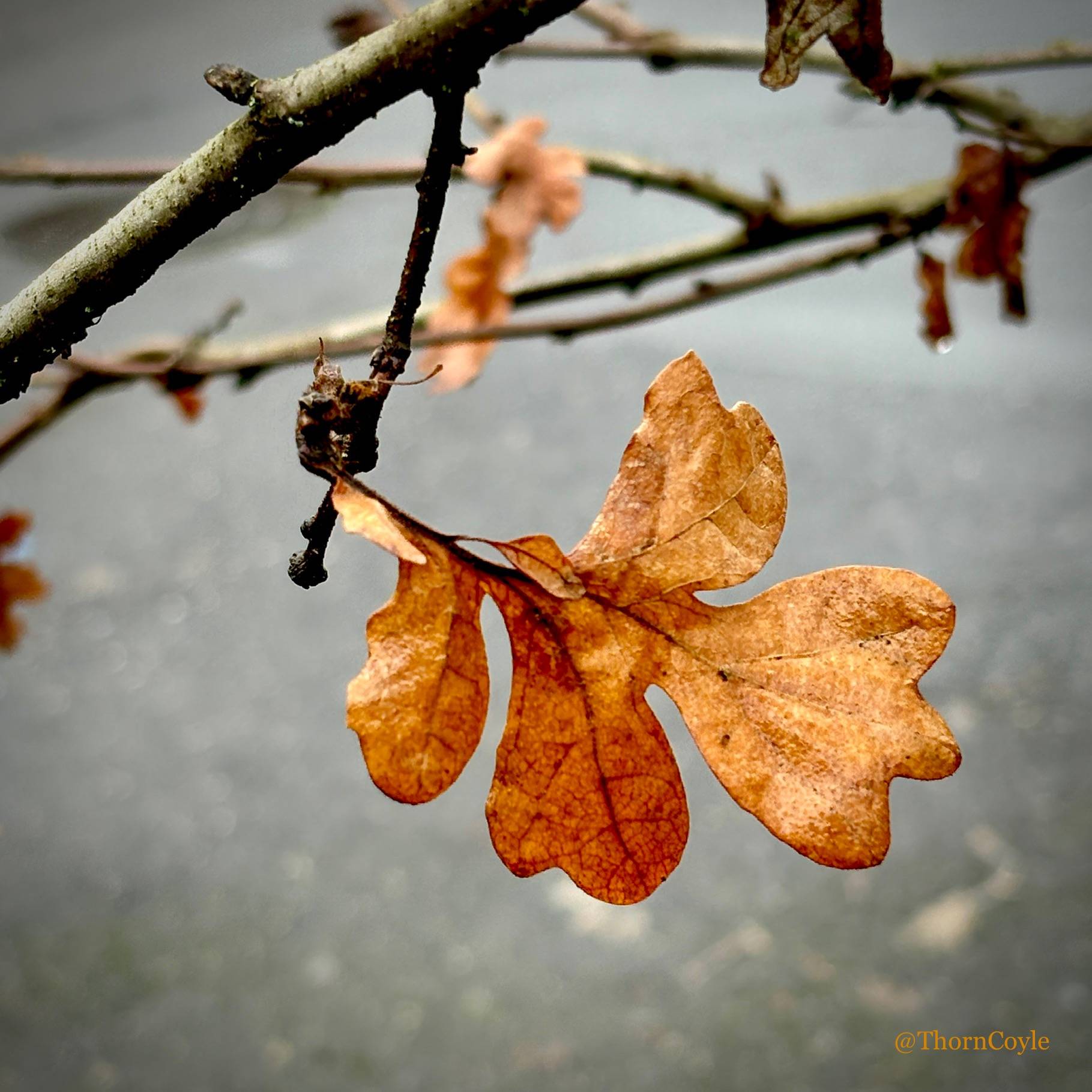 photo of a brown oak leaf clinging to a branch