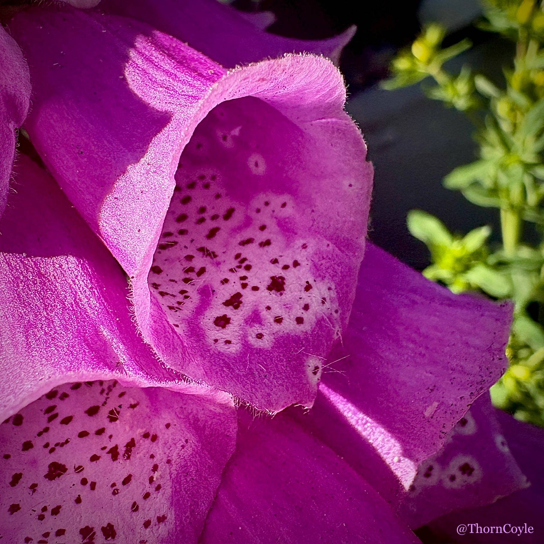 foxglove flowers