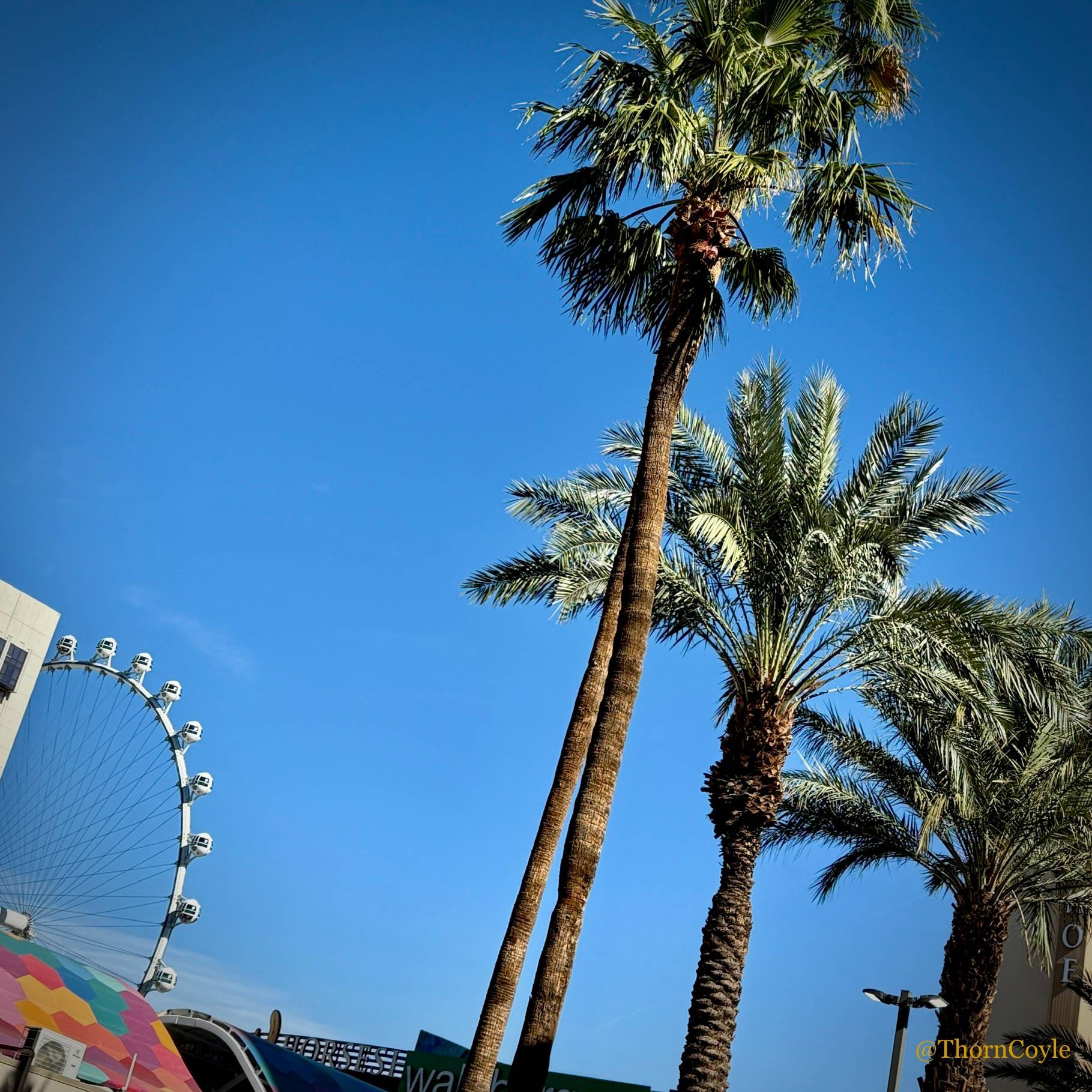 Palm trees, blue sky, and a Ferris wheel