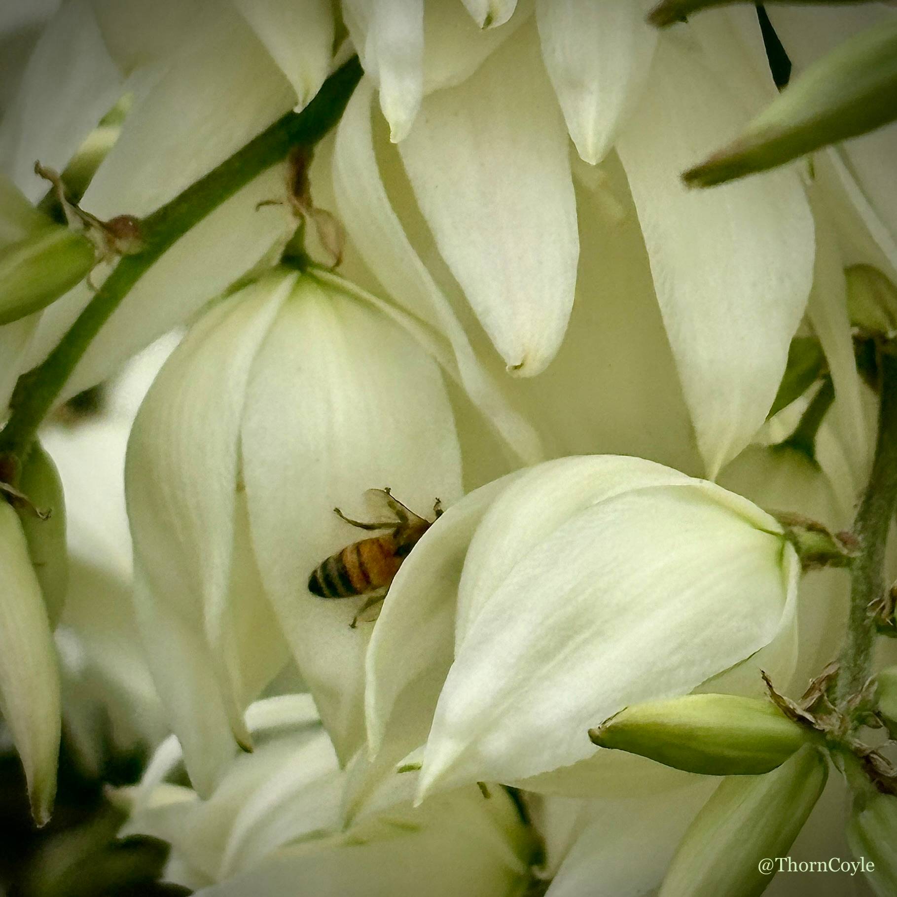 A bee on a creamy yucca blossom, half hidden by the other blooms.