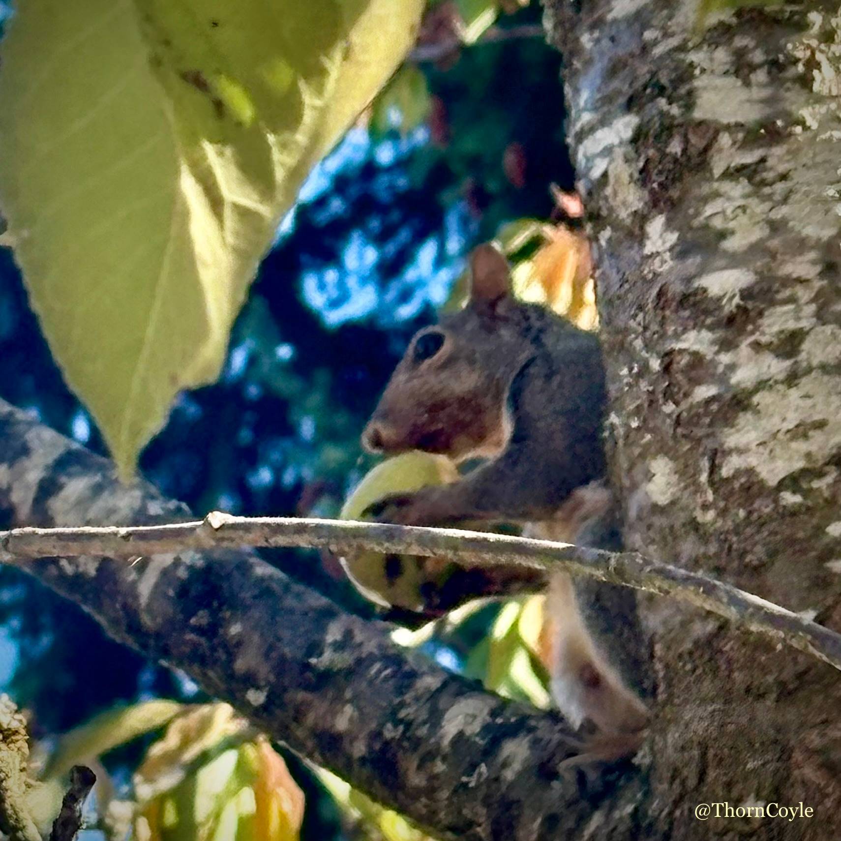 Squirrel in a tree with autumn leaves, holding a green walnut in its paws, about to start peeling it with its teeth