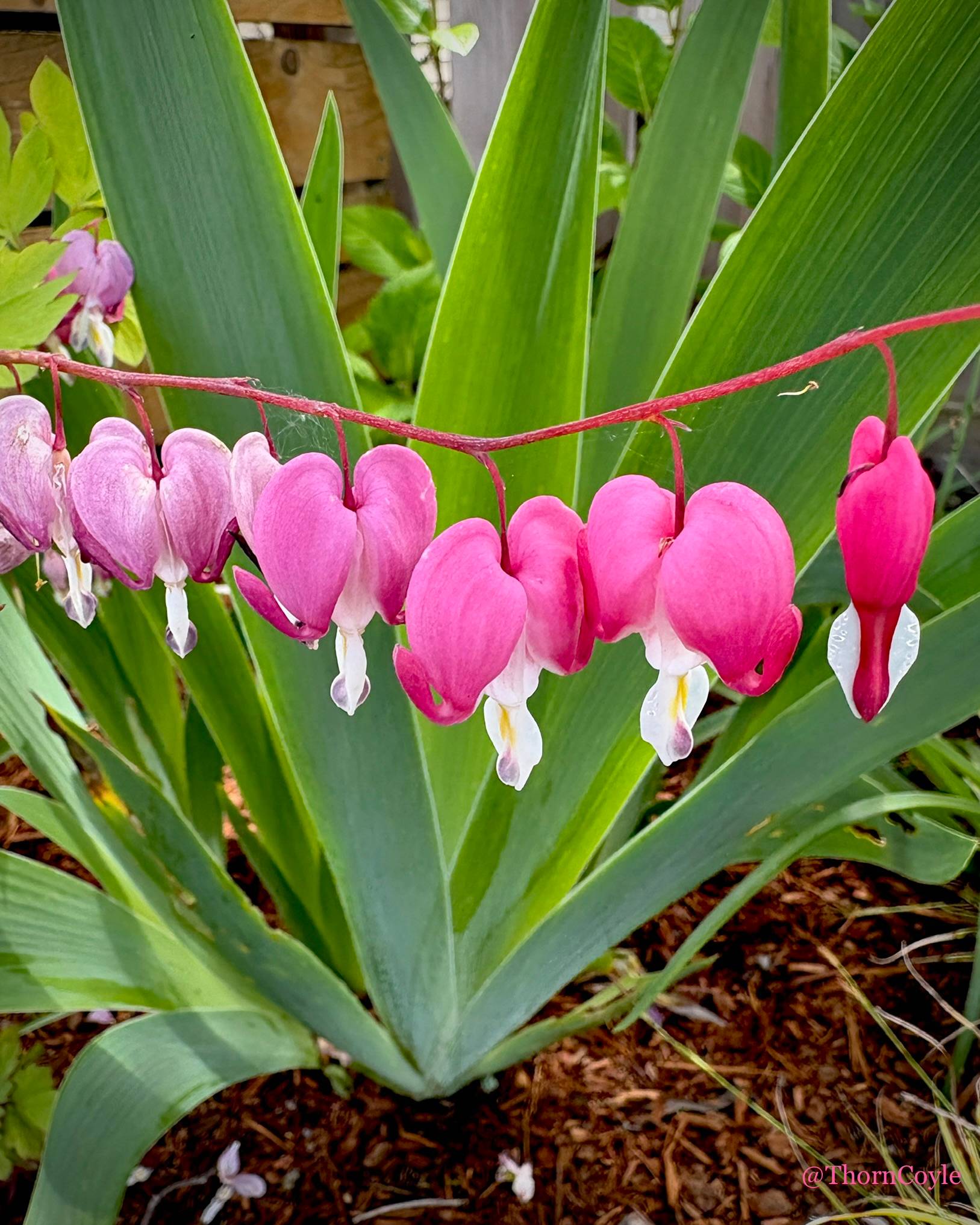 photo: a row of pink and white bleeding heart flowers