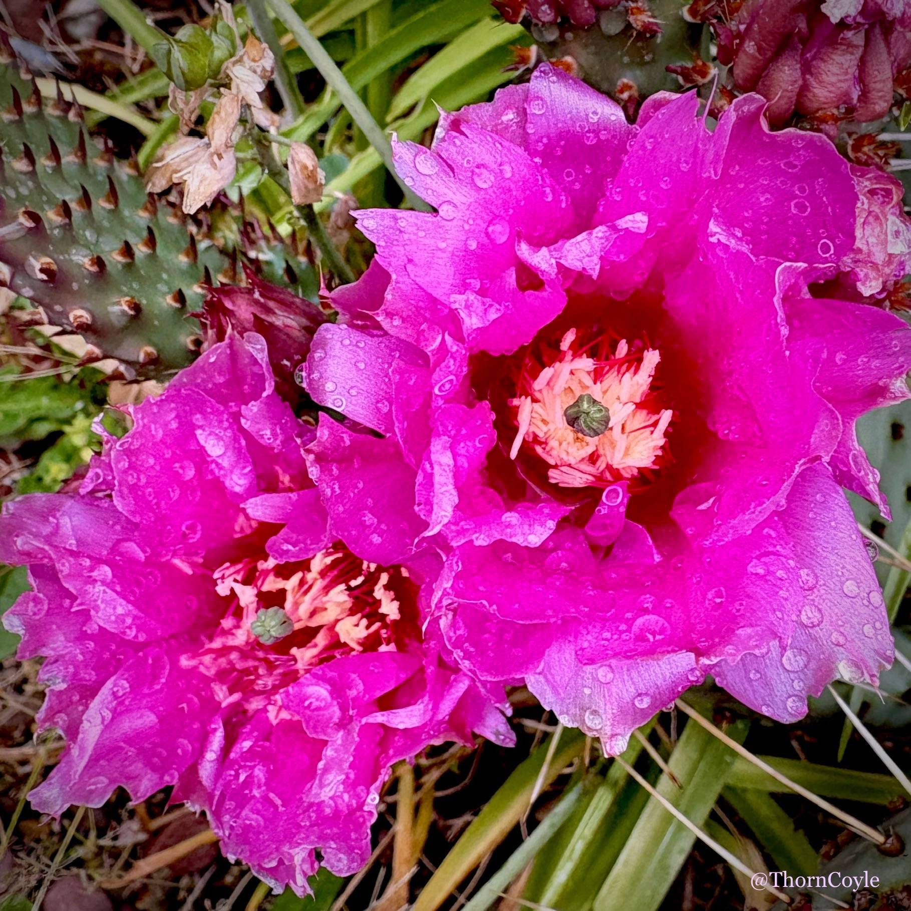 cactus flowers dotted with rain