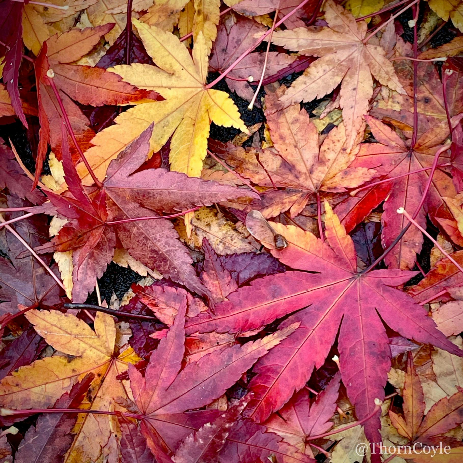 layers of fallen maple leaves in shades of red, umber, gold, and brown