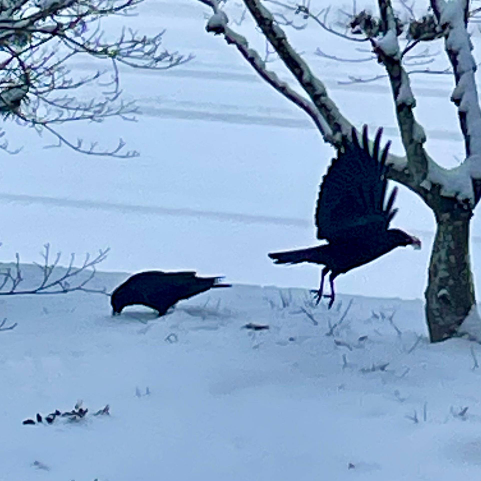 Two crows, gathering nuts in the snow, one taking flight. 