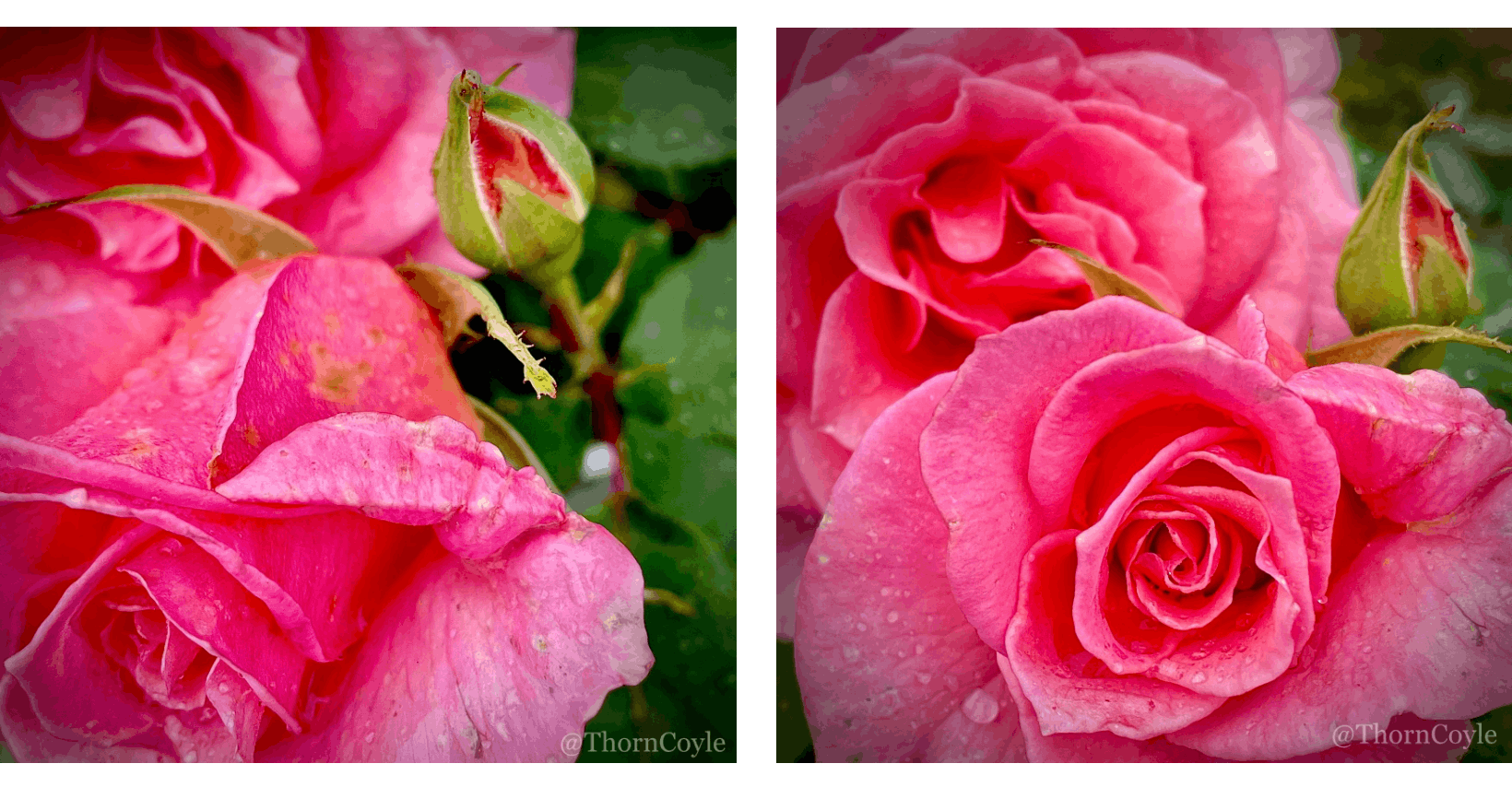 pink roses in full bloom