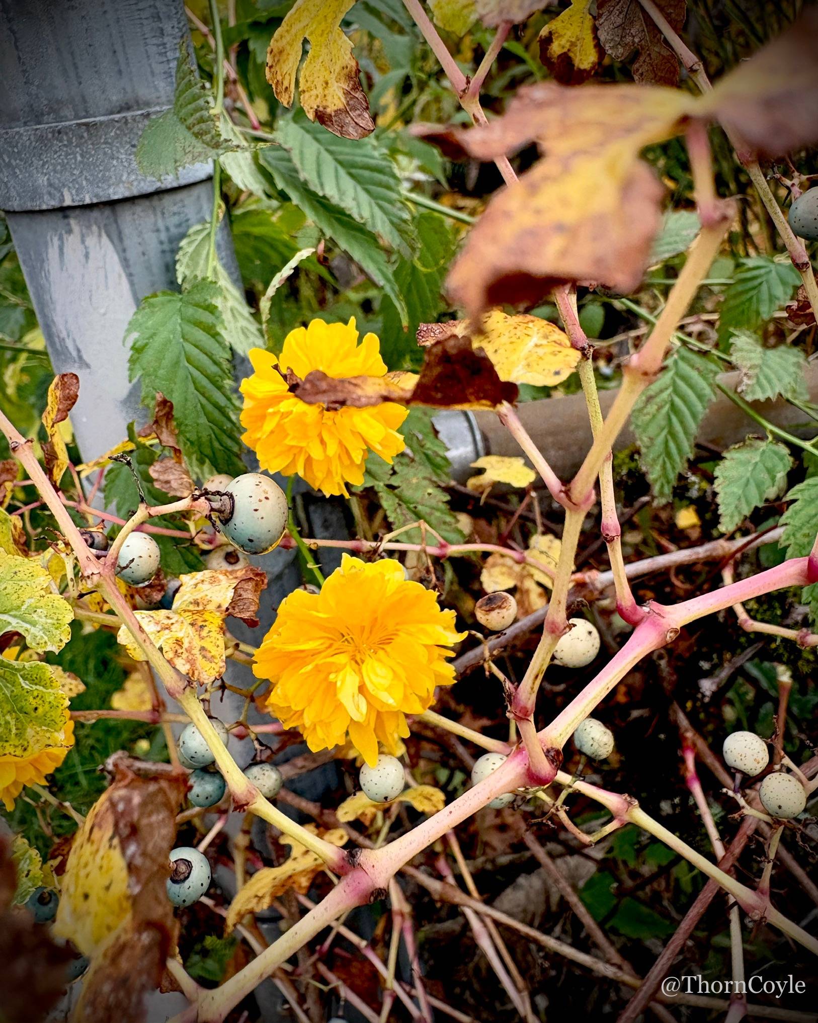 A tangle of drying berry vines and orange flowers.