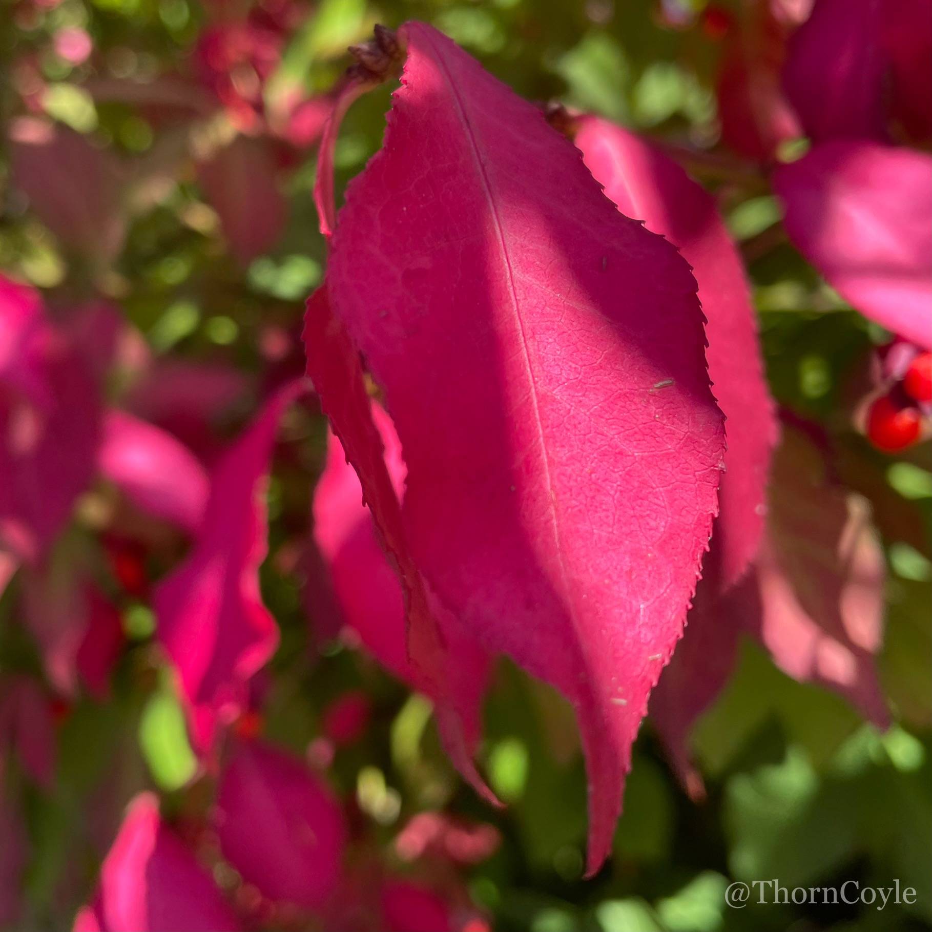close up of bright red leaves with green behind