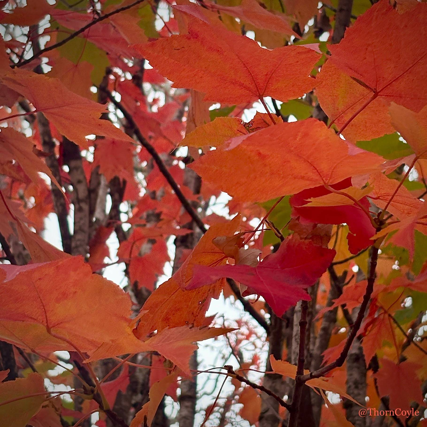 orange and red maple leaves look as if they're dancing in the sky