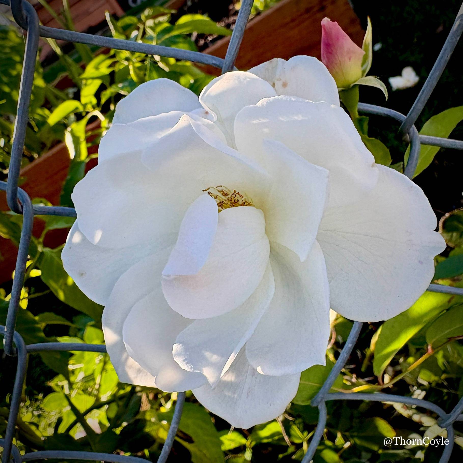 A white rose blooms between the squares of a chain link fence, lit by autumn sun.