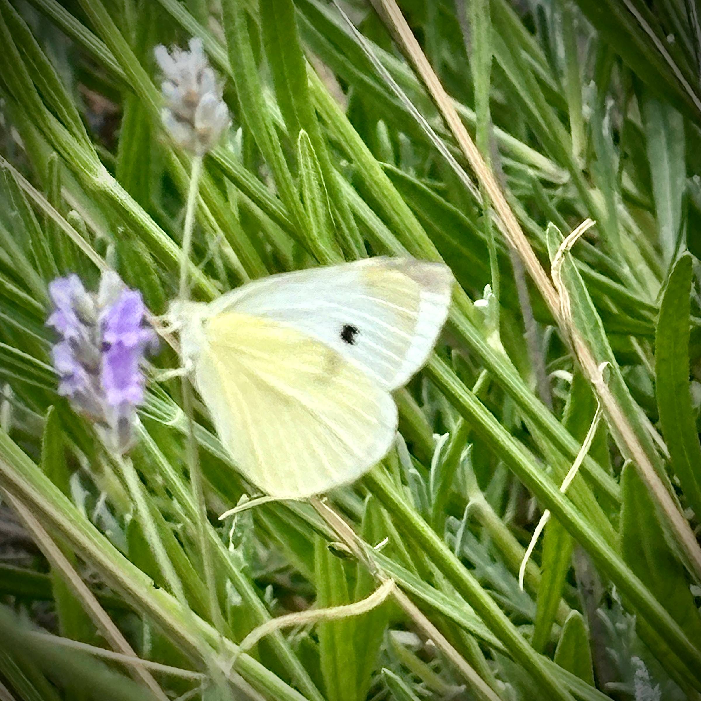 A slightly blurred photo of a creamy-white cabbage butterfly on a lavender sprig.