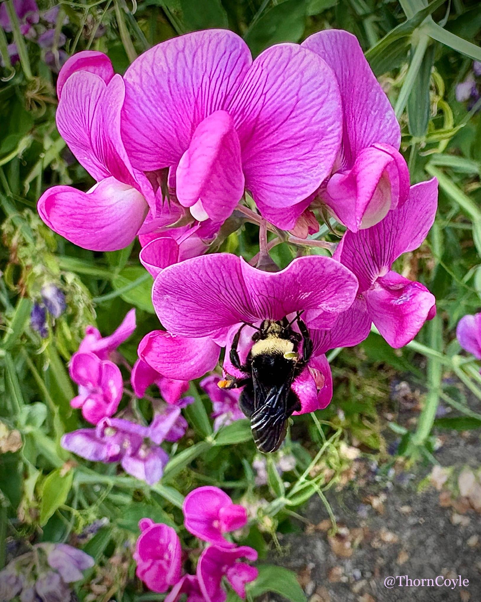 a bumblebee on pink sweet pea flowers.