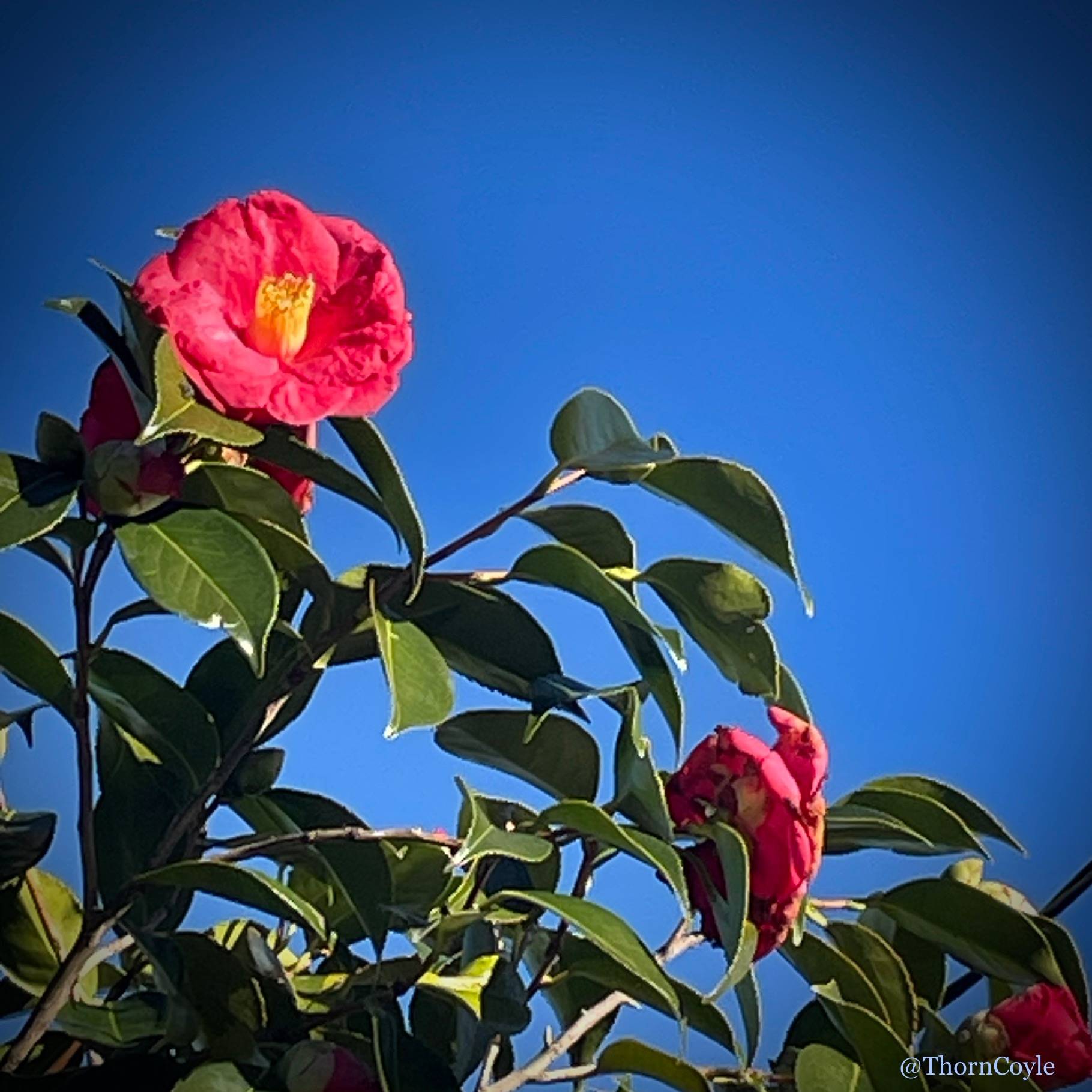 looking up at a camellia bush with rich pink flowers and glossy green leaves framed by blue sky.