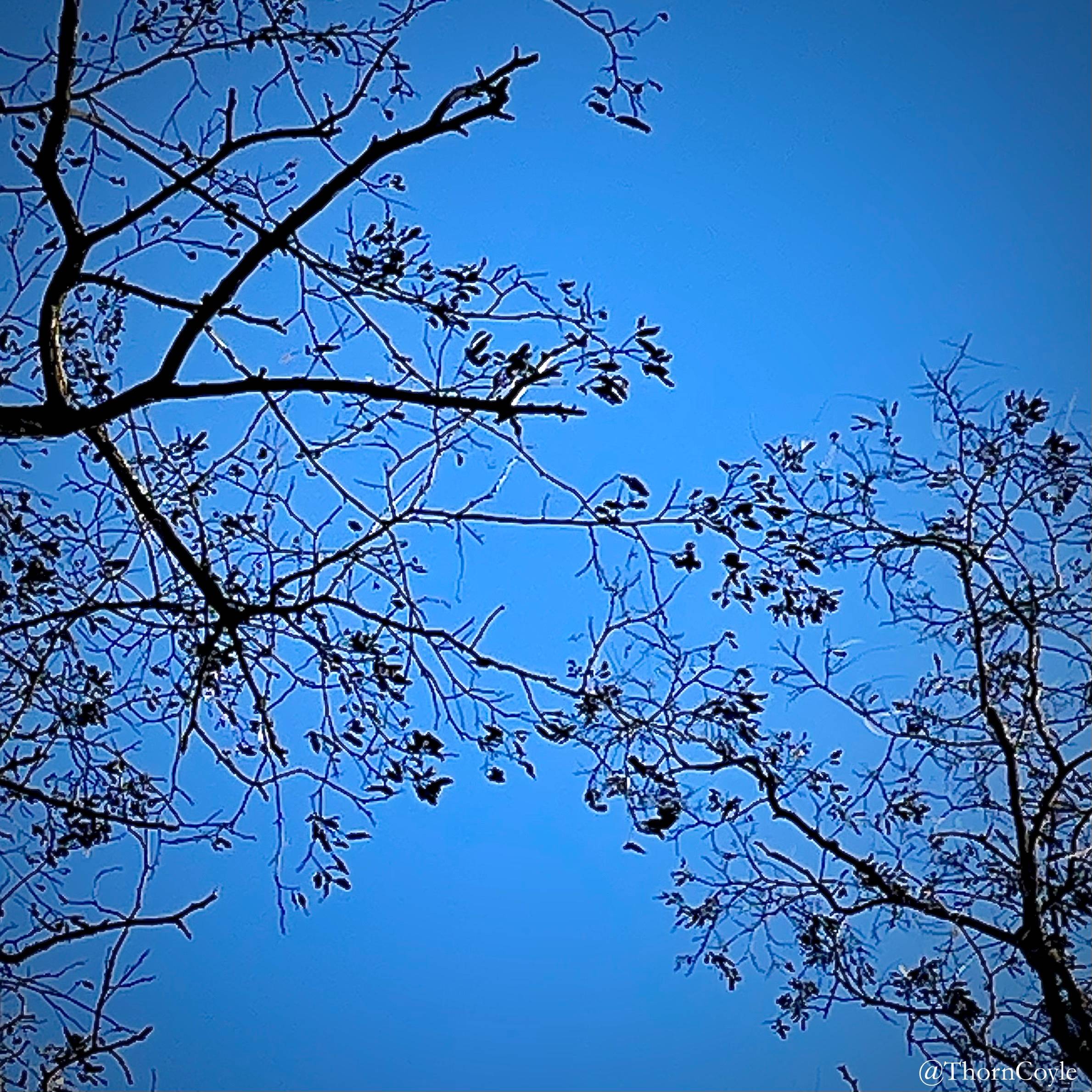 looking up at two mostly bare trees, their branch tips just touching against the sky