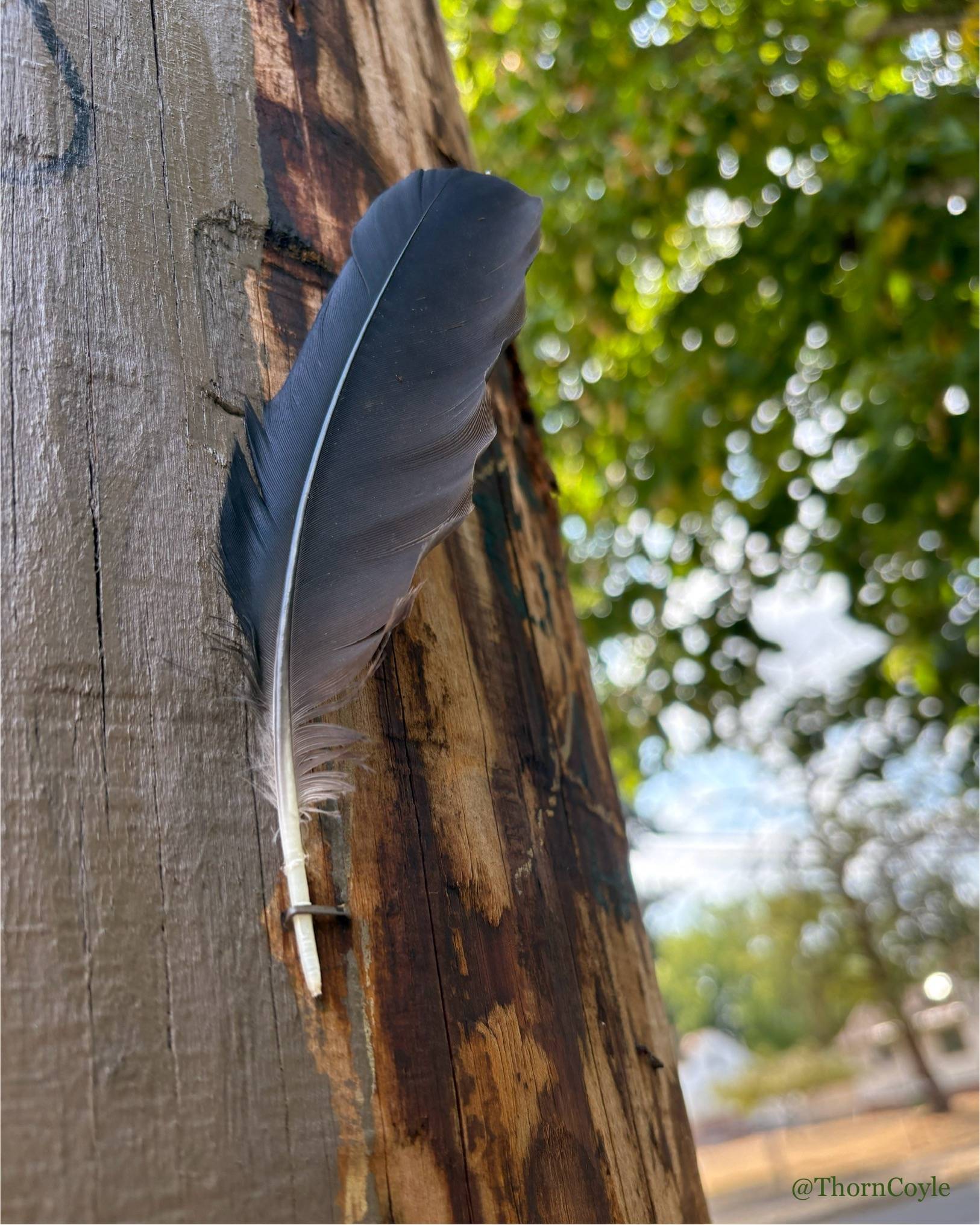 photo: Crow feather arching from a wood utility pole.